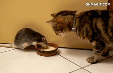 Funny animal gifs - part 83 (10 gifs), rat doesn't want to share milk with cat