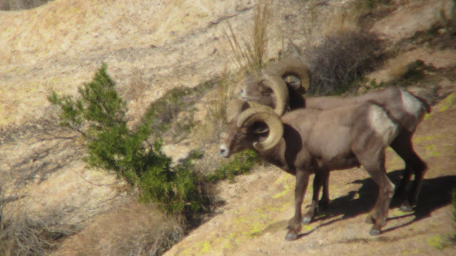 AZ+Desert+Sheep+Outfitters+and+Guides+hunting+photos+Unit+22+with+Colburn+and+Scott+Outfitters+4.JPG
