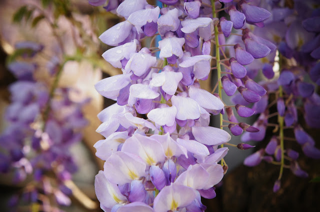 picture of beautiful violet flowers picture of beautiful violet flowers