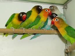 Penangkaran Lovebird - Usaha Rumahan