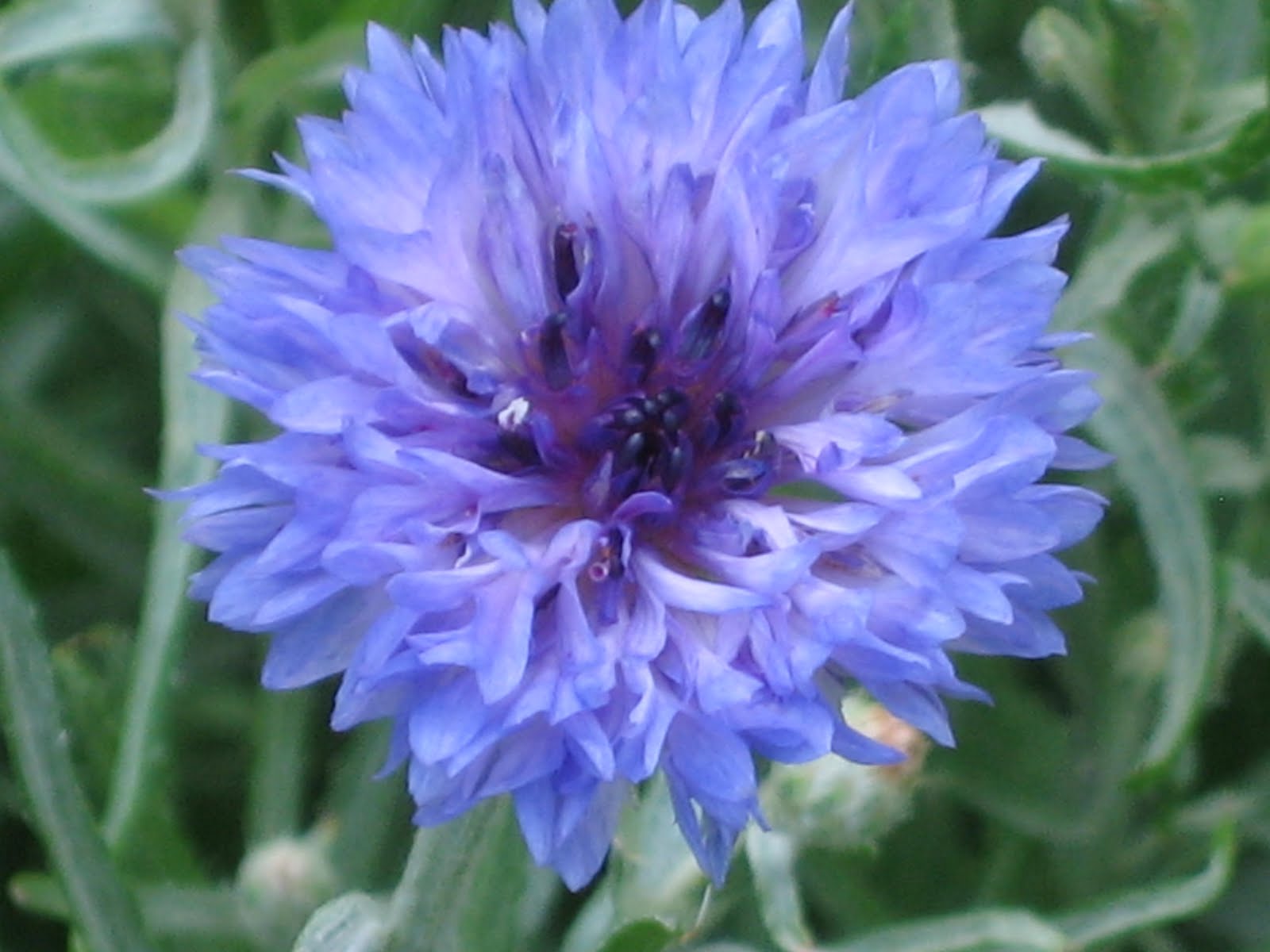 Lisa Bonassin's Garden What's Blooming Now Cornflowers 04/22/2010