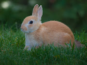 Animal of the Week - Cute Bunny Rabbit rabbit