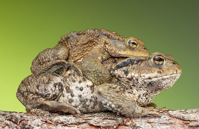 Two Bufo bufo in amplexus. Credit: Bernie Kohl Two Bufo bufo in amplexus. Credit: Bernie Kohl