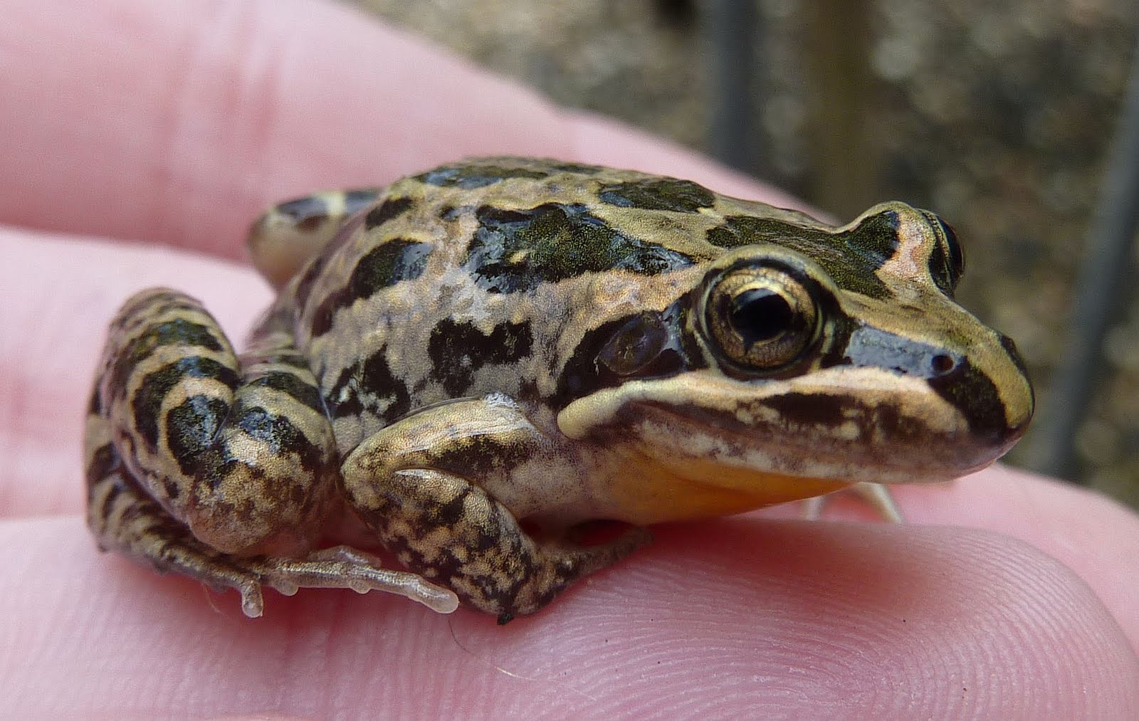 krafty panda What do you call a group of frogs?