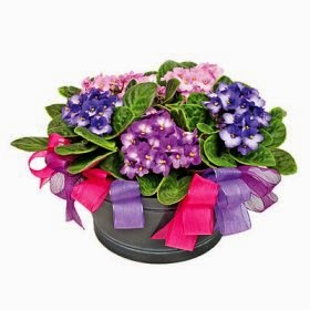Arrangement of Plants delivery in Poland Arrangement of Plants delivery in Poland with price