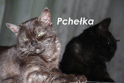 Pchełka