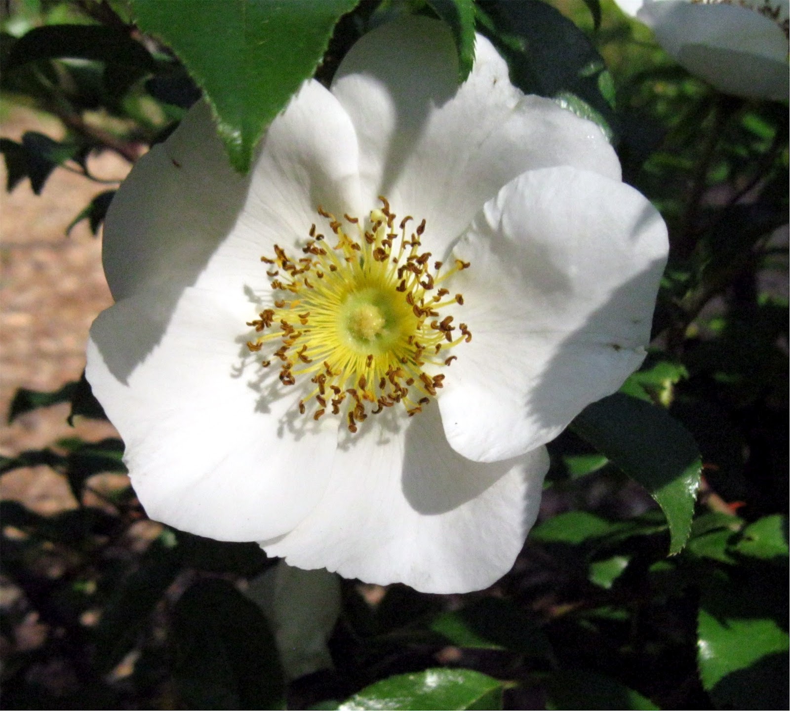 Rosa Laevigata