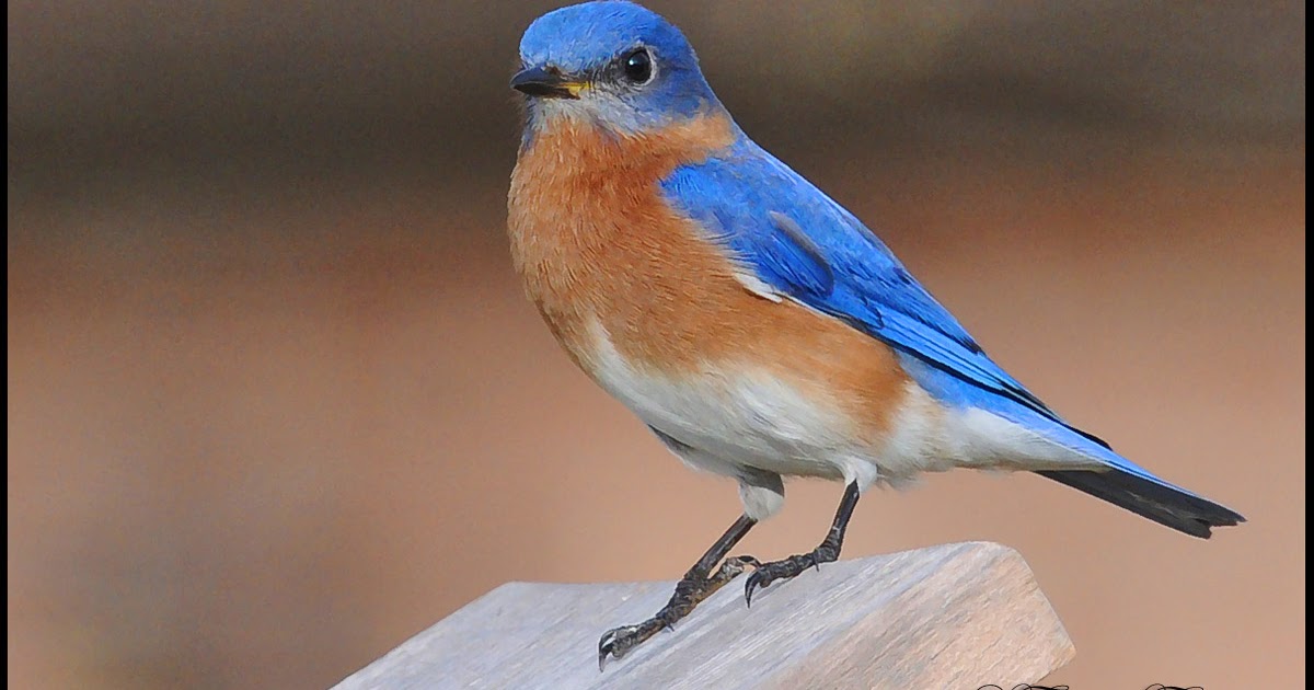 Thomas Finnie Photography EASTERN BLUEBIRDS and HOUSE SPARROWS