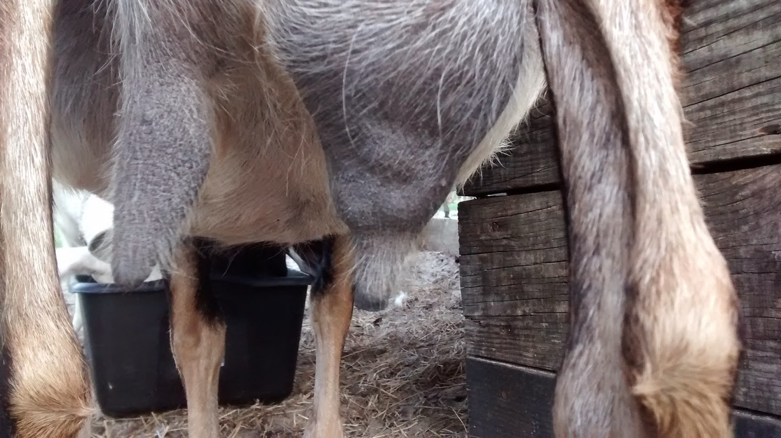 Dealing with Staph Mastitis