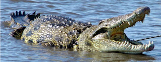 cocodrilo cocodrilo, fotografía de cocodrilos, animales peligrosos, animales mortales, los animales mas peligrosos del mundo, animales peligrosos de agua