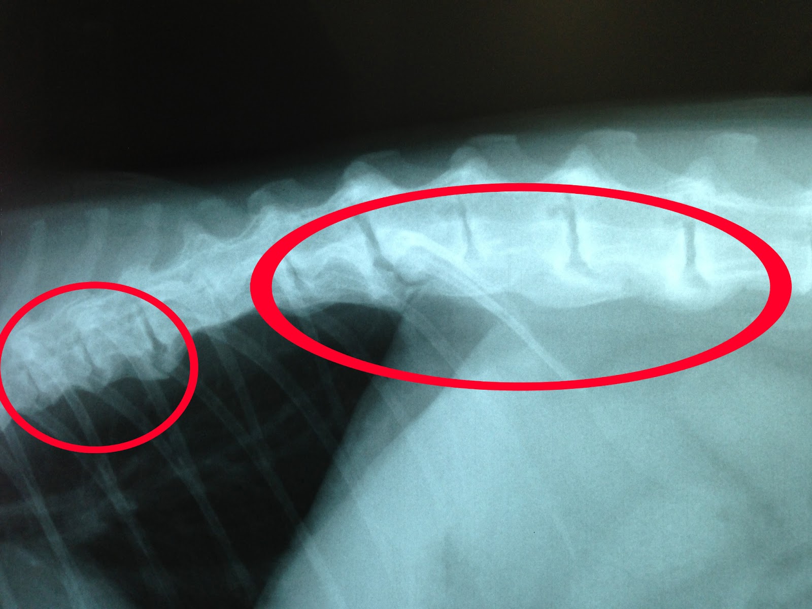 Exclusively Cats Veterinary Hospital Blog Feline Arthritis Part 2 7