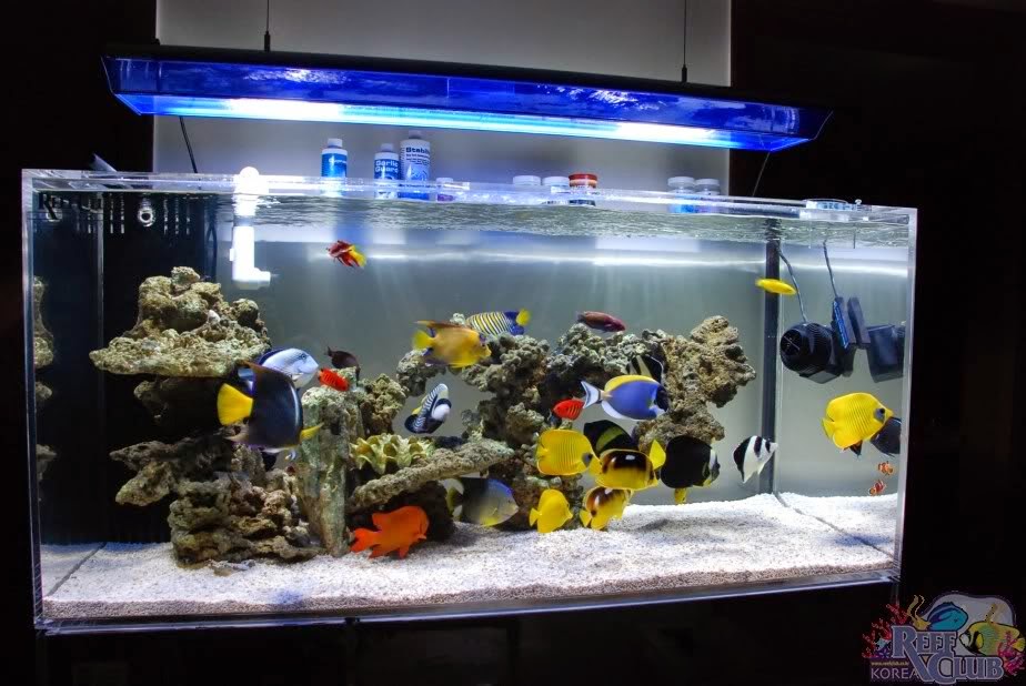peceras de agua salada precios entre peces y corales por andres corral mi primer acuario peceras de agua salada precios entre peces y corales por andres corral mi primer acuario