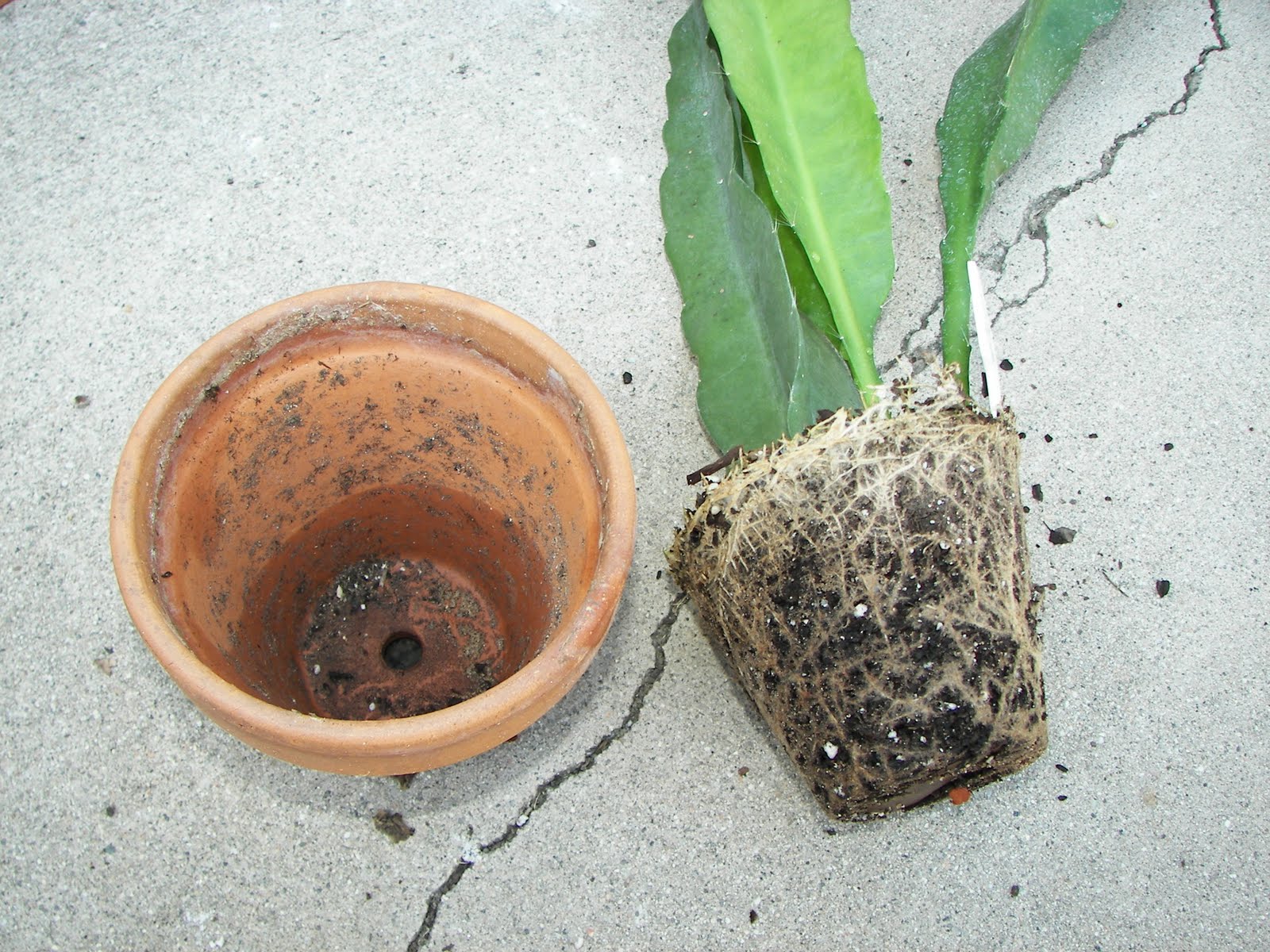 The Epiphyllum Garden Repotting
