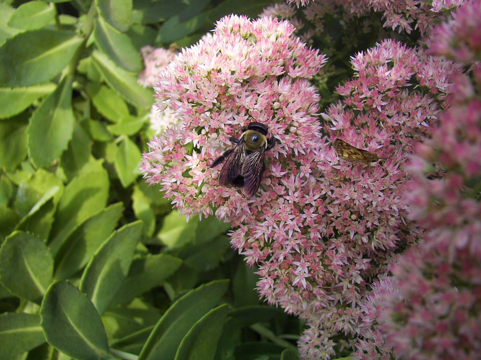 Bumblebee on Stonecrop sedum Bumblebee on Stonecrop sedum