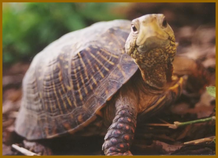 IMÁGENES Y FOTOS DE ANIMALES: Tortuga