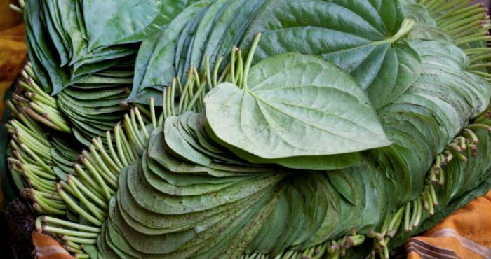 Apa Sajakah Manfaat Daun Sirih Untuk Kesehatan Kita? Apa Sajakah Manfaat Daun Sirih Untuk Kesehatan Kita?