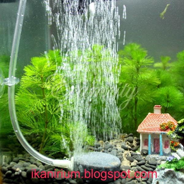 Perlengkapan Memelihara Ikan Hias Di Aquarium Bag 1 Ikanirium