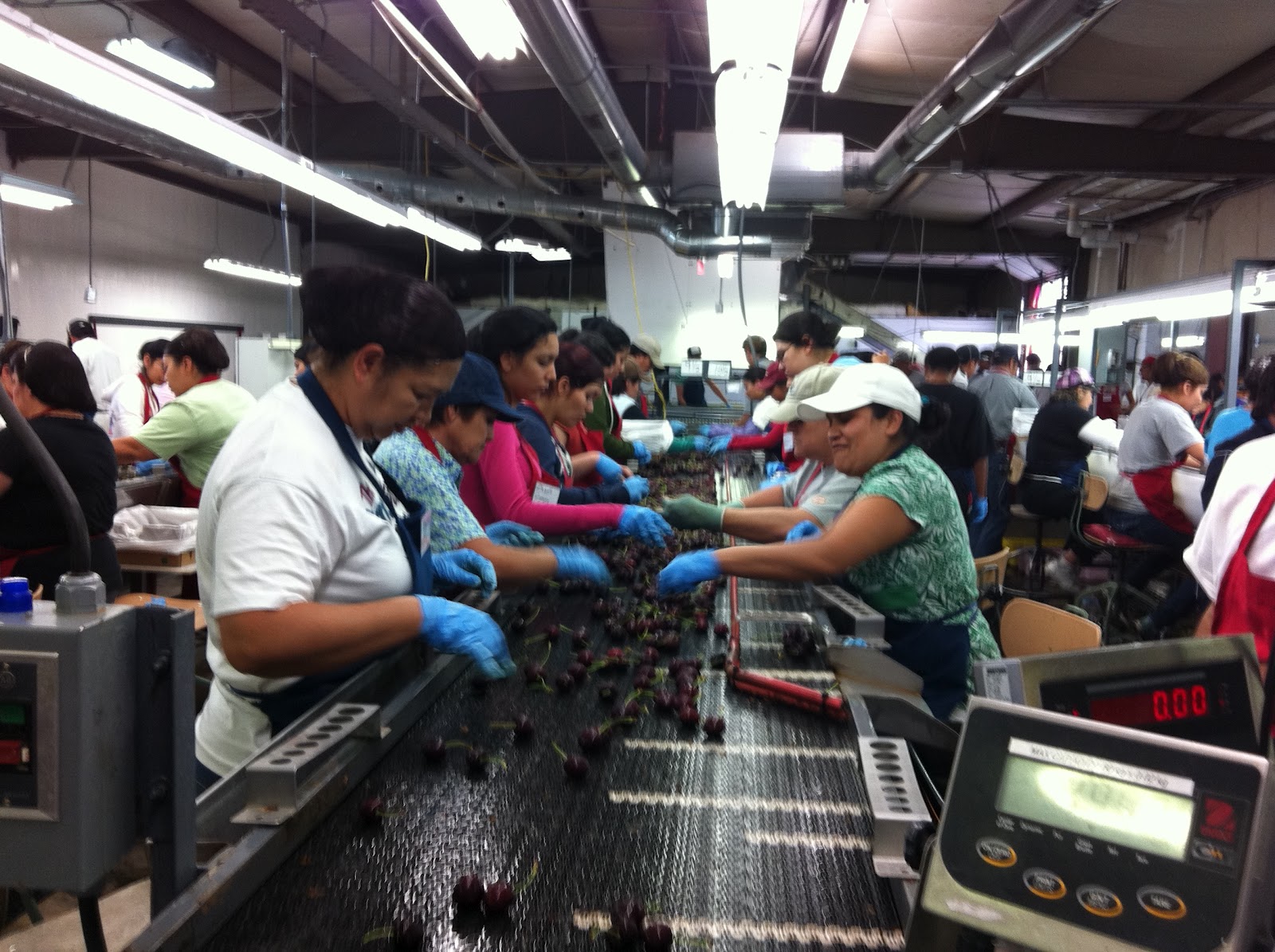 Produce Clerk The Produce Clerks Handbook by RICK CHONG