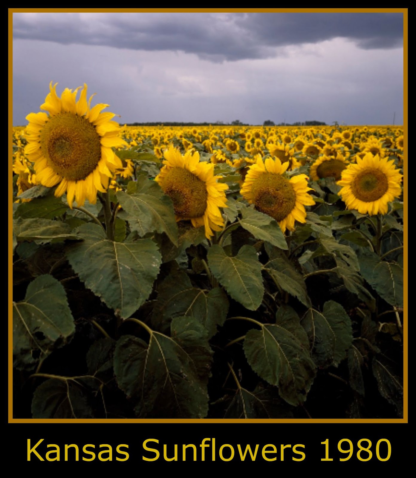 Hobbyhawk Reflections Sunflowers Then and Now