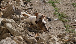 Thelma chewing her huge chunk of wood Thelma chewing her huge chunk of wood