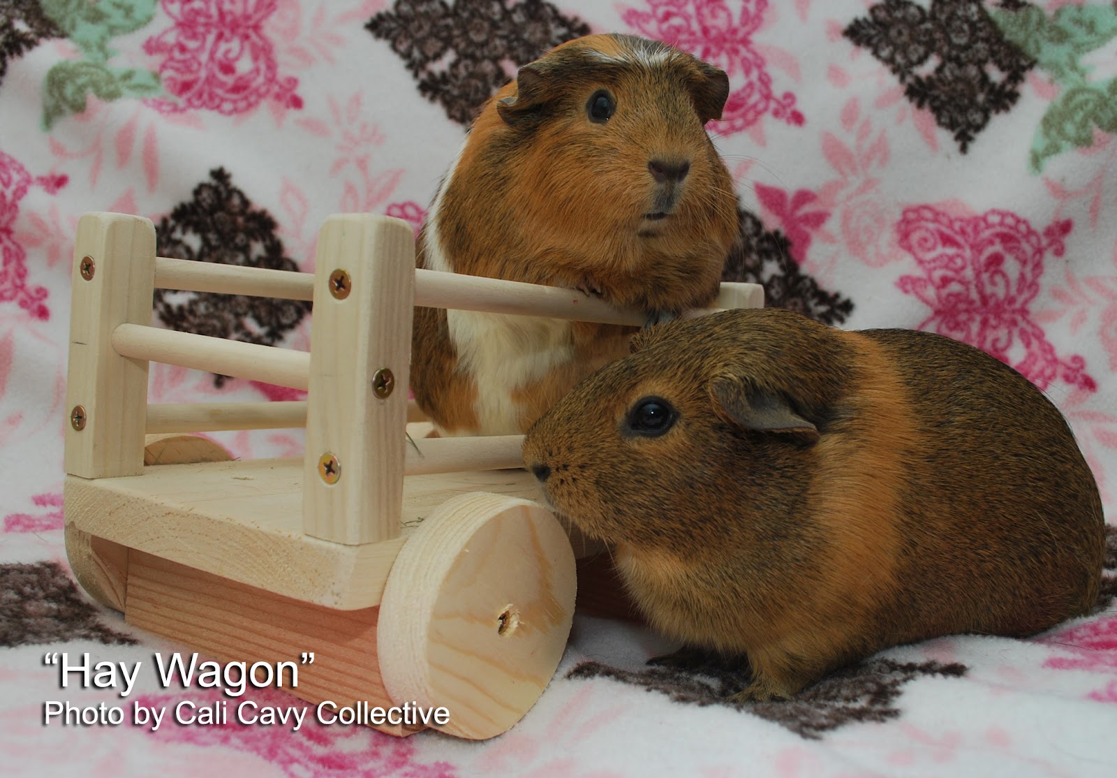 Cali Cavy Collective a blog about all things guinea pig Wooden hay