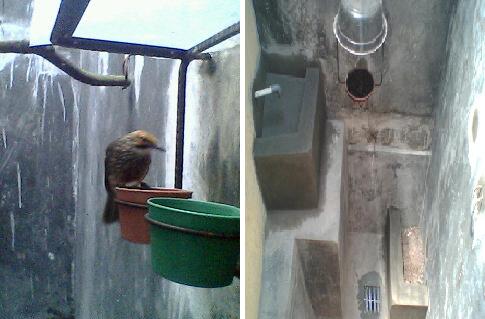 kandang penangkaran burung cucak rowo