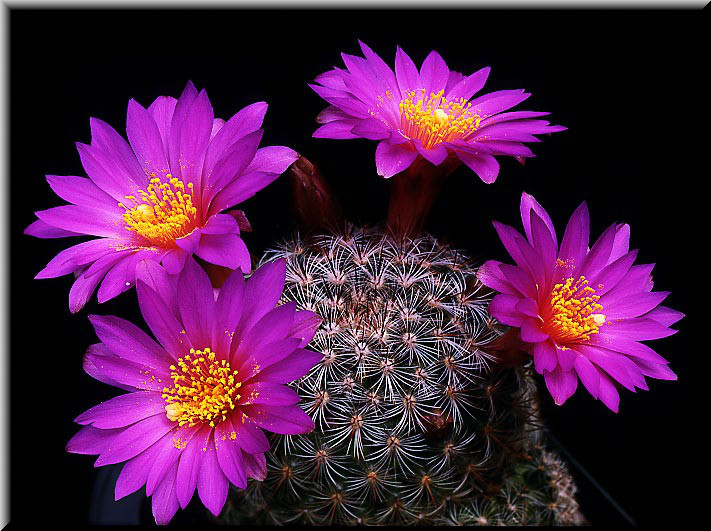 Flores de cactus - Imagui