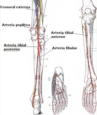 Pharmacology Sciences: Posterior Tibial Artery