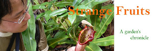 Strange Fruits: a Garden's Chronicle