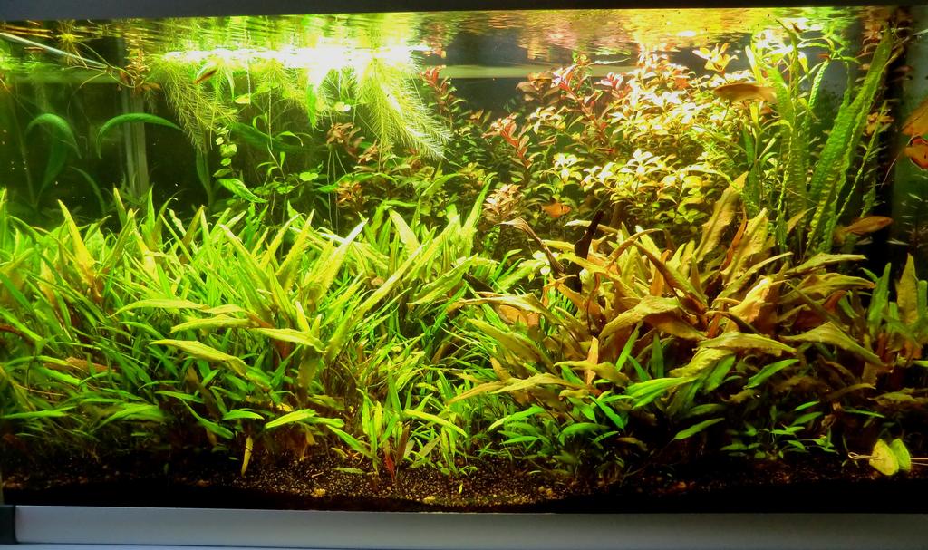 The Fishtank Cryptocoryne Jungle 250 liters Planted Tank