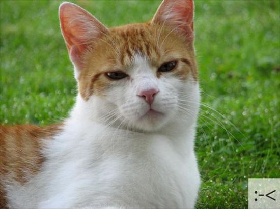 23 Emoticon Lucu Berdasarkan Wajah Kucing 23 Emoticon Lucu Berdasarkan Wajah Kucing