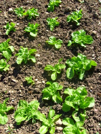 William Dam Seeds 2013 By Dino Giudice Issuu