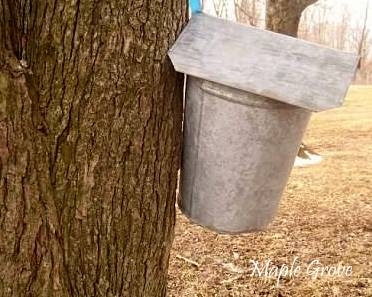 best potting medium for sugar maple trees