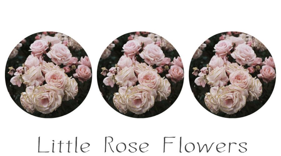 Little Rose Flowers