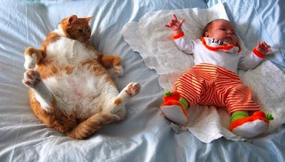 imitation baby and cat