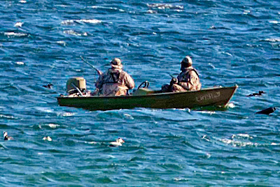 bug buster boat one jackdaw birding waterfowl on plum island bug buster boat one jackdaw birding waterfowl on plum island
