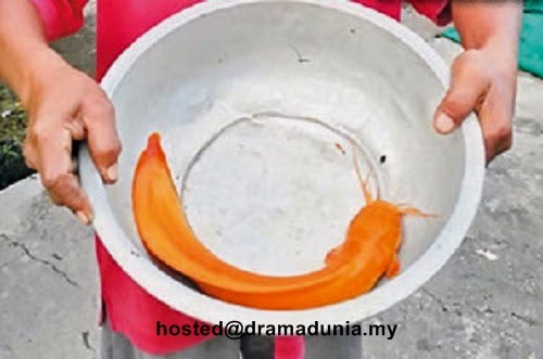 Ikan Keli Emas Terperangkap Dalam Bubu di Saratok