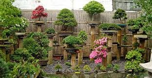 Seed to Feed Me: PATIO GARDENS