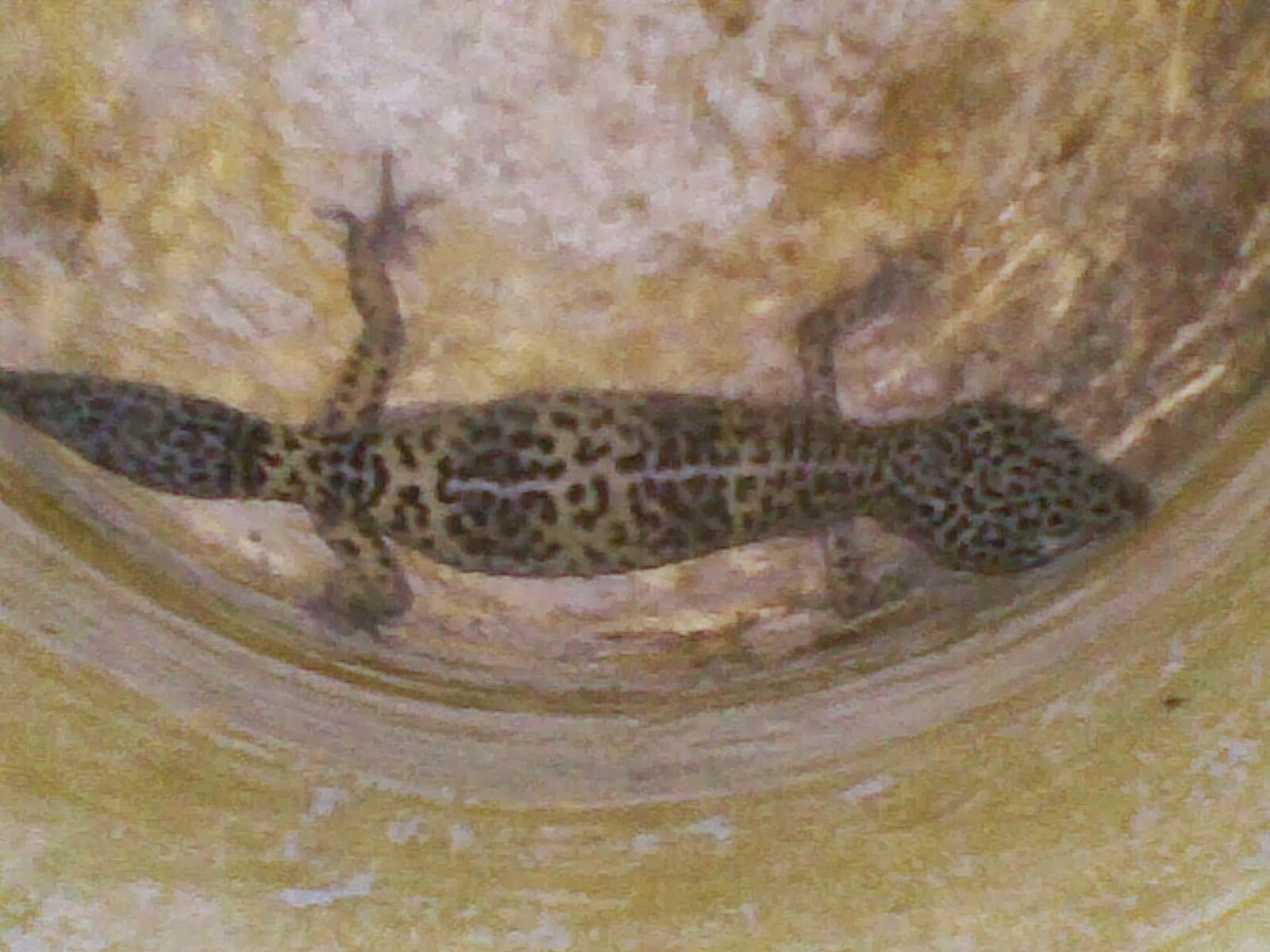 GECKO LIZARDS SELLER (FOR SALE )