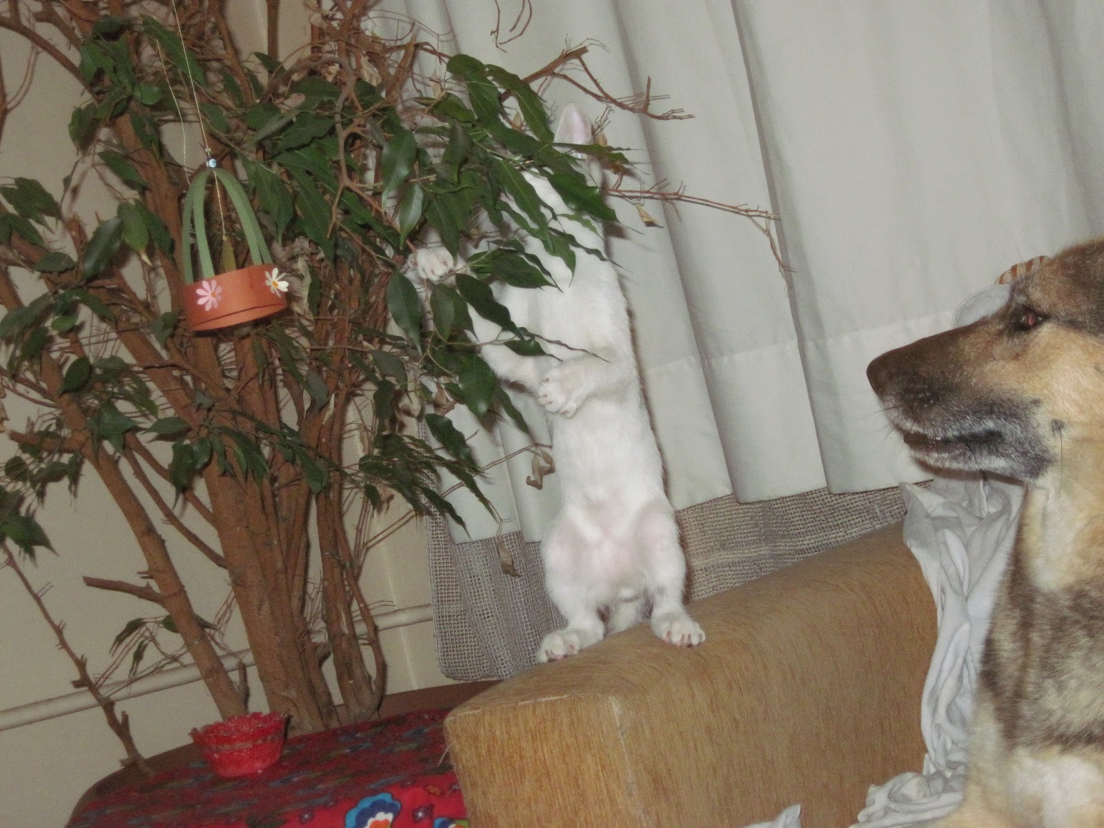 dokuz canlı kedi Ateş Kaptan�ın Seyir Defteri 3