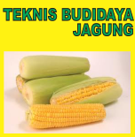 Teknis Budidaya Jagung