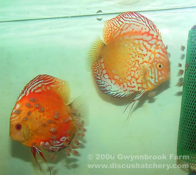 Discus Pigeon Blood Discus Fish Breeding Pair