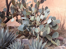 Cactus at Old Town, Albuquerque