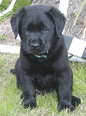 Puppies on Posted By Kori Sampson At 3 17 Pm No Comments
