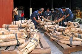 illegal ivory stacks of illegal ivory