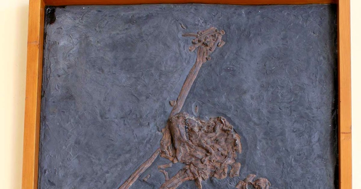 Louisville Fossils and Beyond Oreopithecus bambolii Fossil