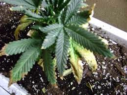 nutrição da cannabis cultivo de maconha