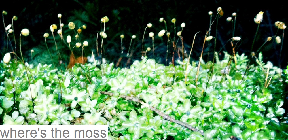 where's.the.moss
