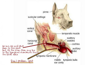 ear infection in dogs treatment home remedy