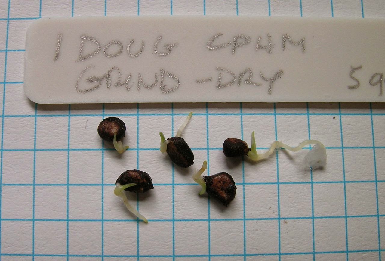 World of Irises PCI Seed Germination Tricks